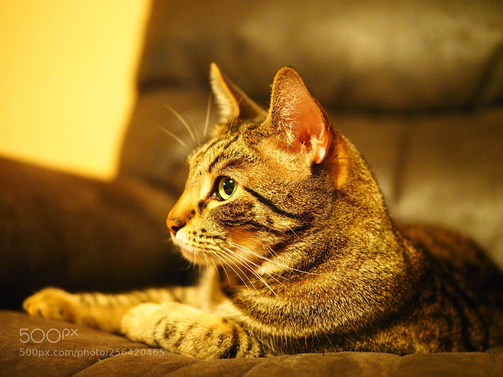 Olympus OM-D E-M1 sample photo. Cat photography