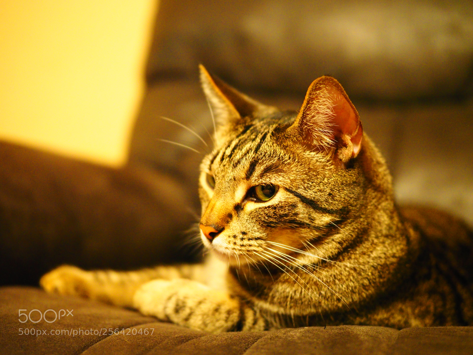 Olympus OM-D E-M1 sample photo. Cat photography