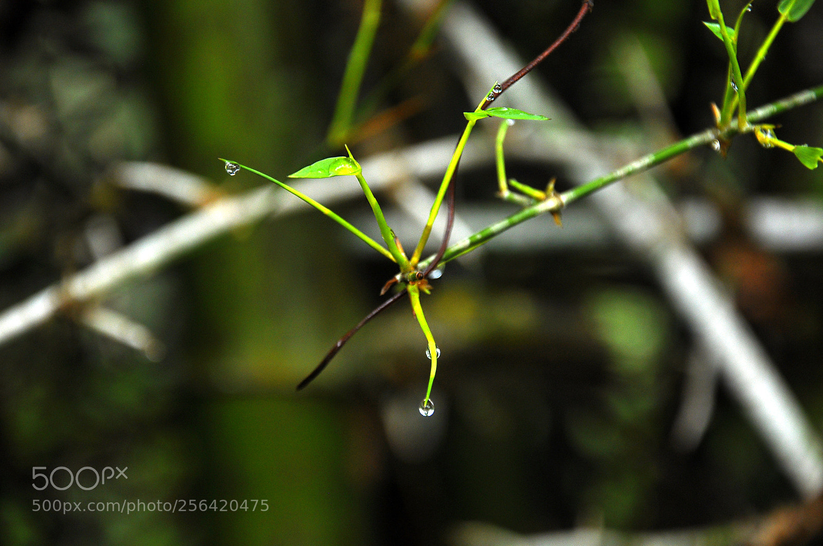 Nikon D90 sample photo. Rain drop of summer photography