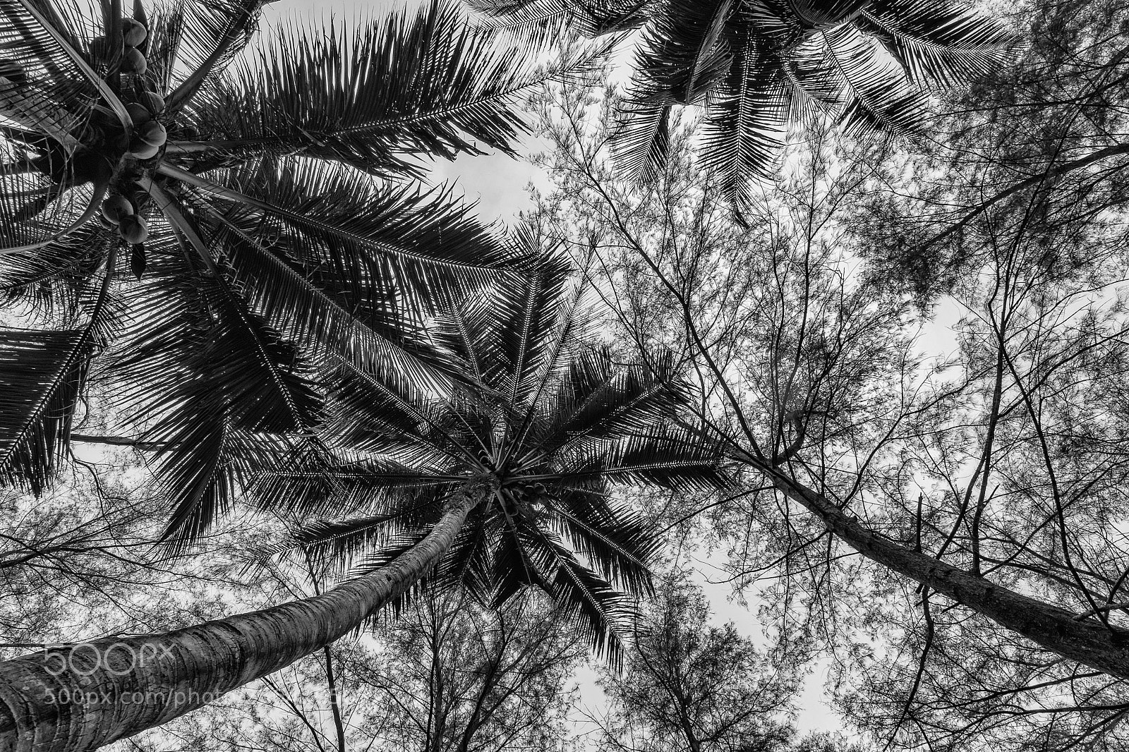 Nikon D500 sample photo. Palm trees photography