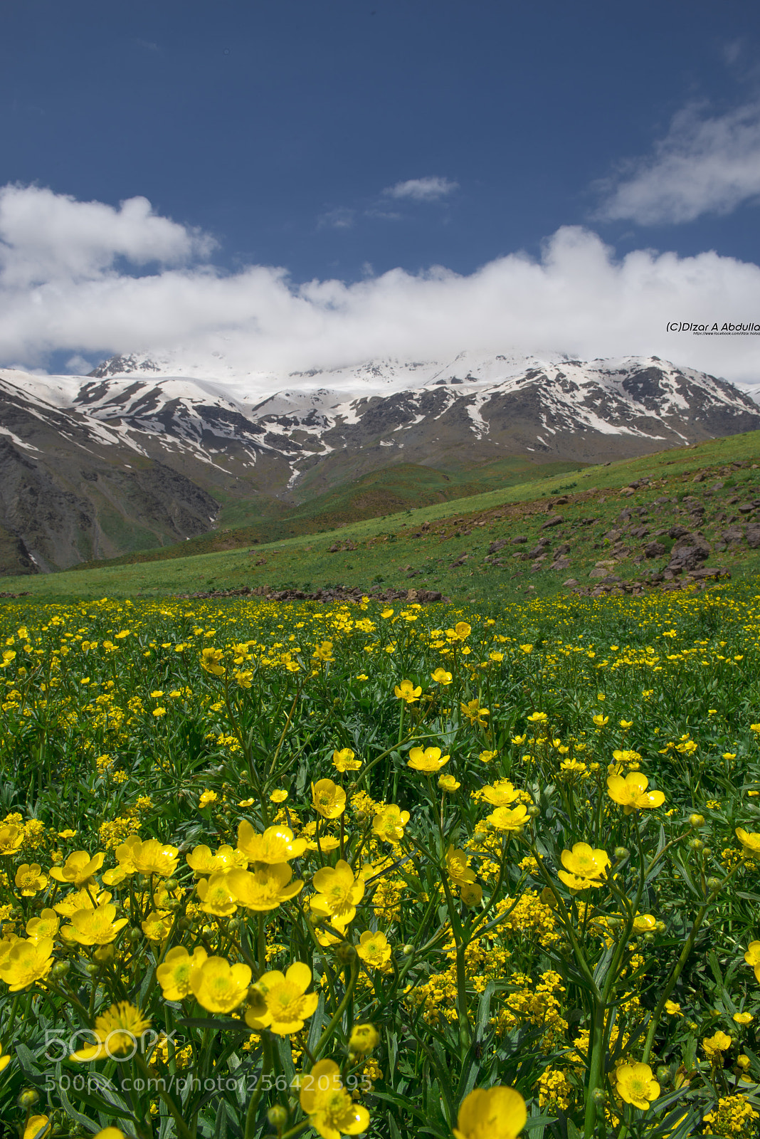 Nikon D800E sample photo. Untitled photography