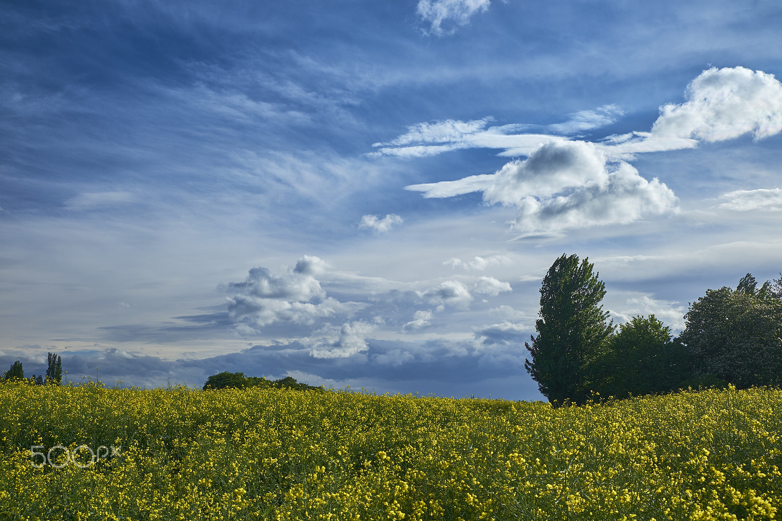 Fujifilm X-E2S sample photo. Field of gold photography