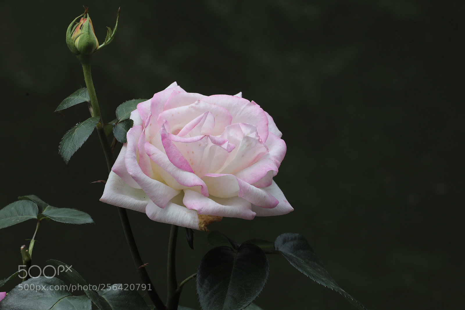 Canon EOS 5D Mark IV sample photo. 月季 photography