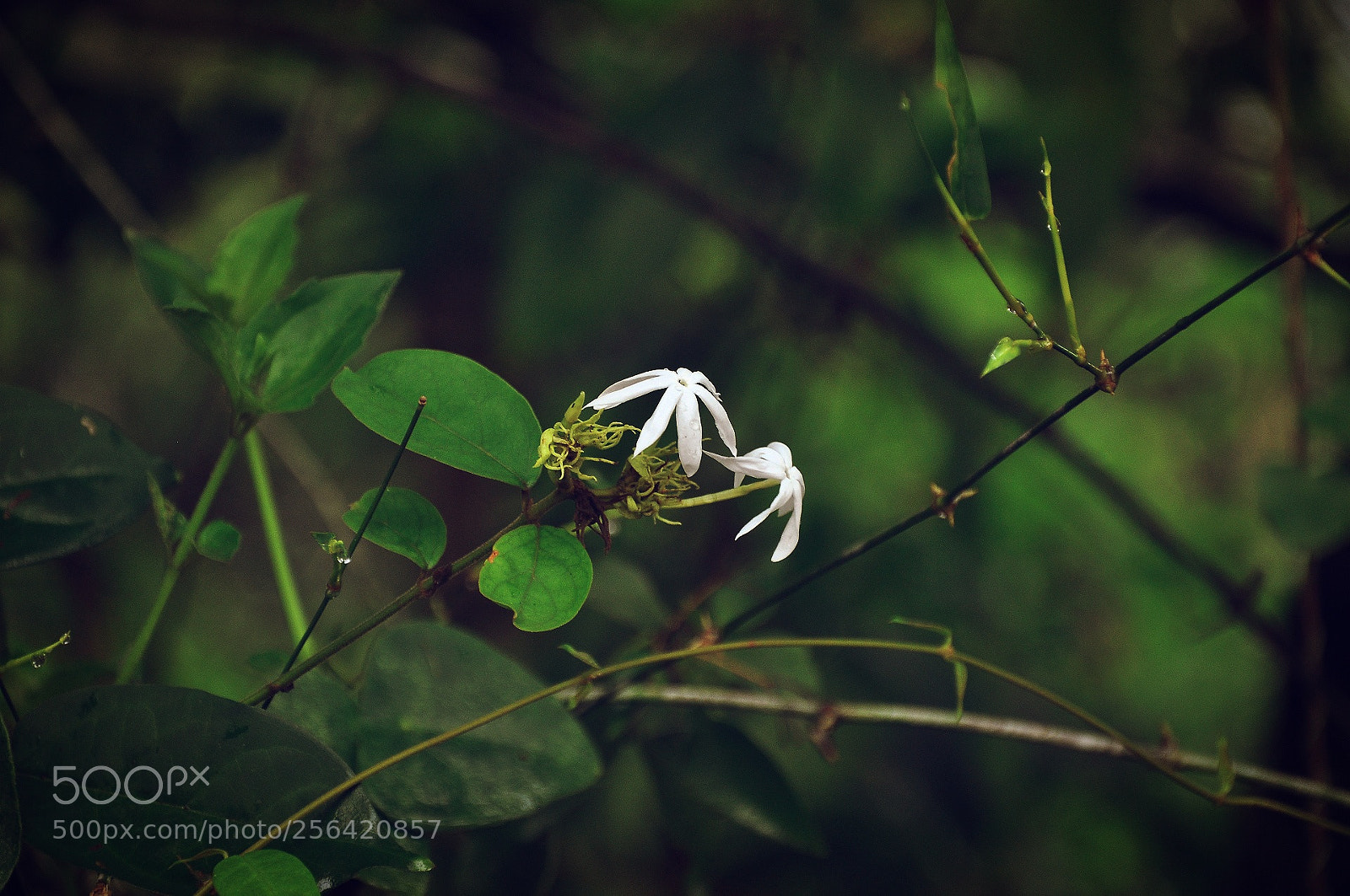 Nikon D90 sample photo. Good morning photography