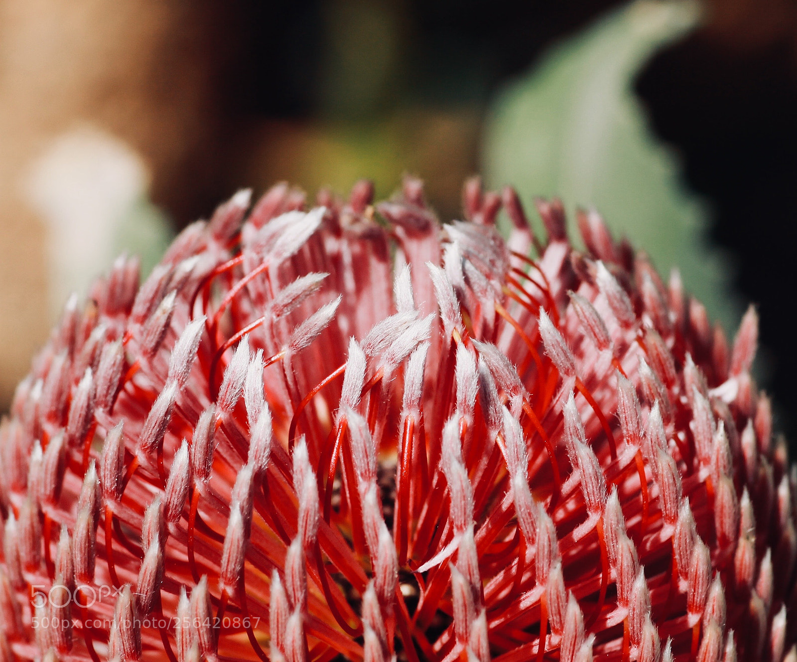 Canon EOS 1100D (EOS Rebel T3 / EOS Kiss X50) sample photo. Bottlebrush photography