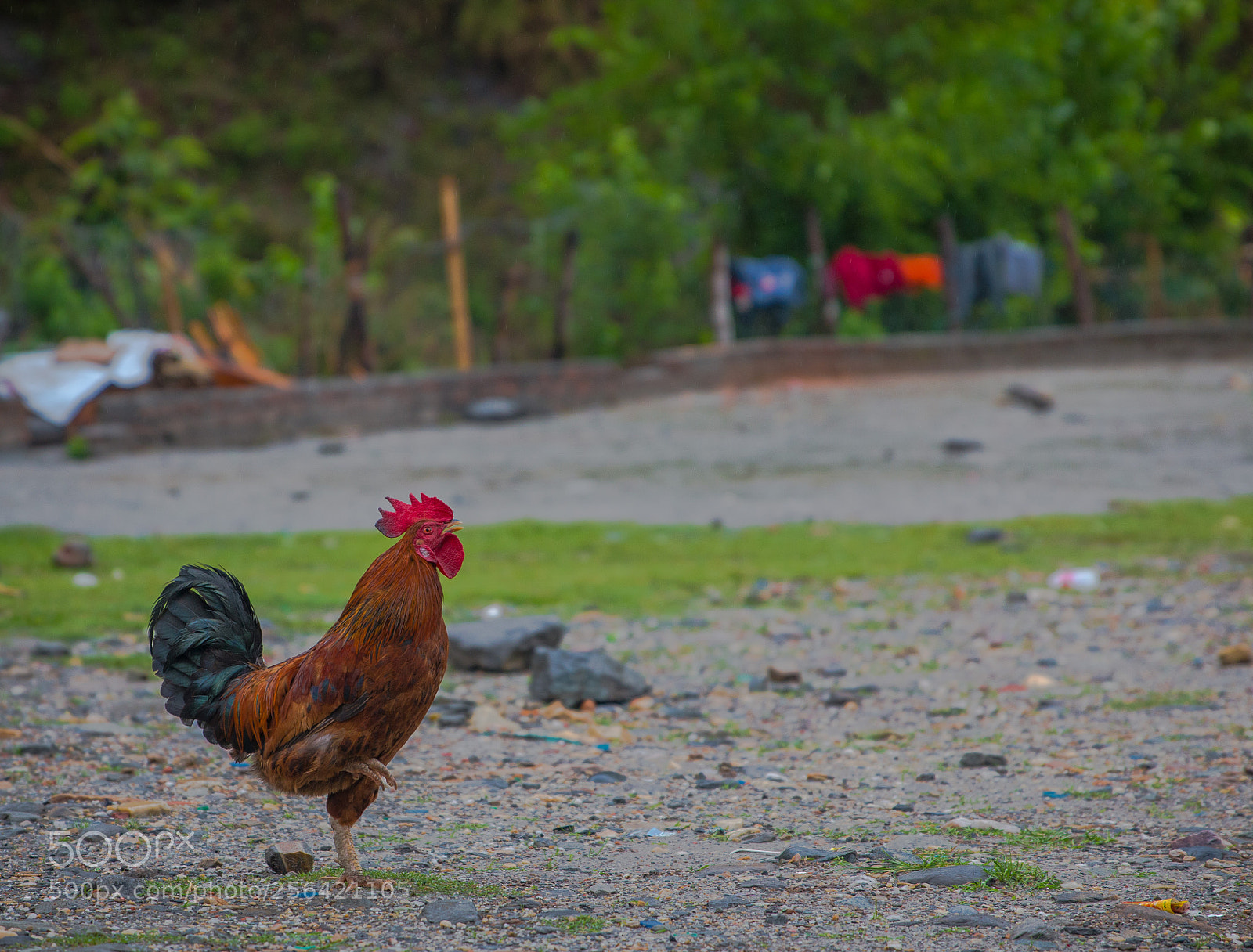 Canon EOS 70D sample photo. Rooster photography