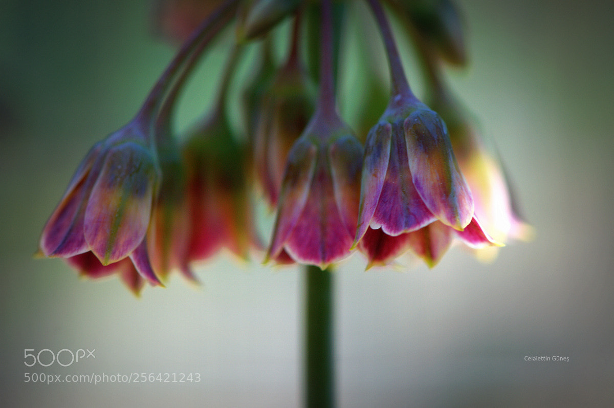 Nikon D300 sample photo. Allium sicilium photography