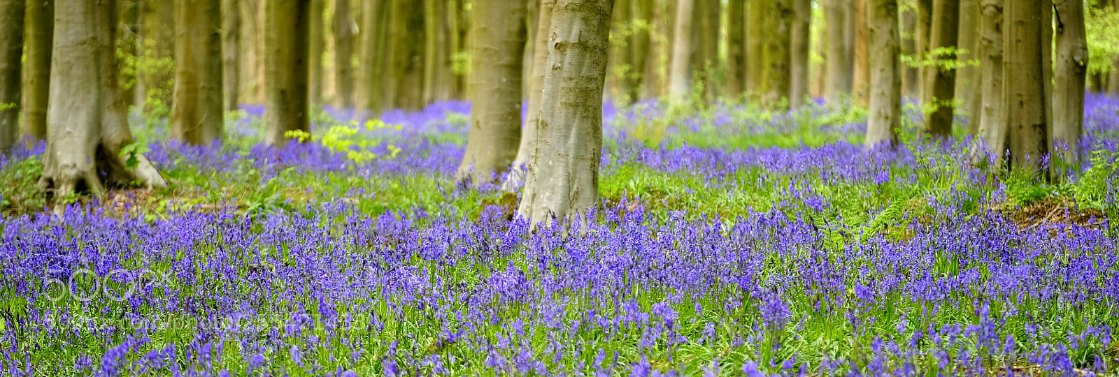 Fujifilm X-T2 sample photo. Bluebells among beech trees photography