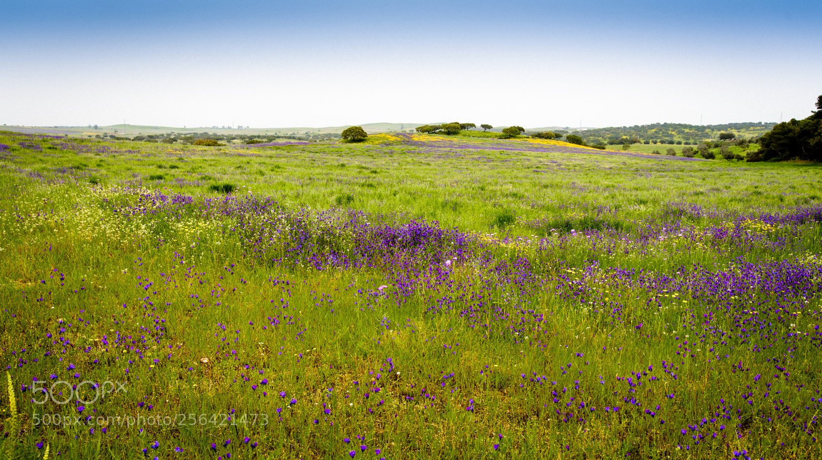 Nikon D750 sample photo. Wild flower meadow photography