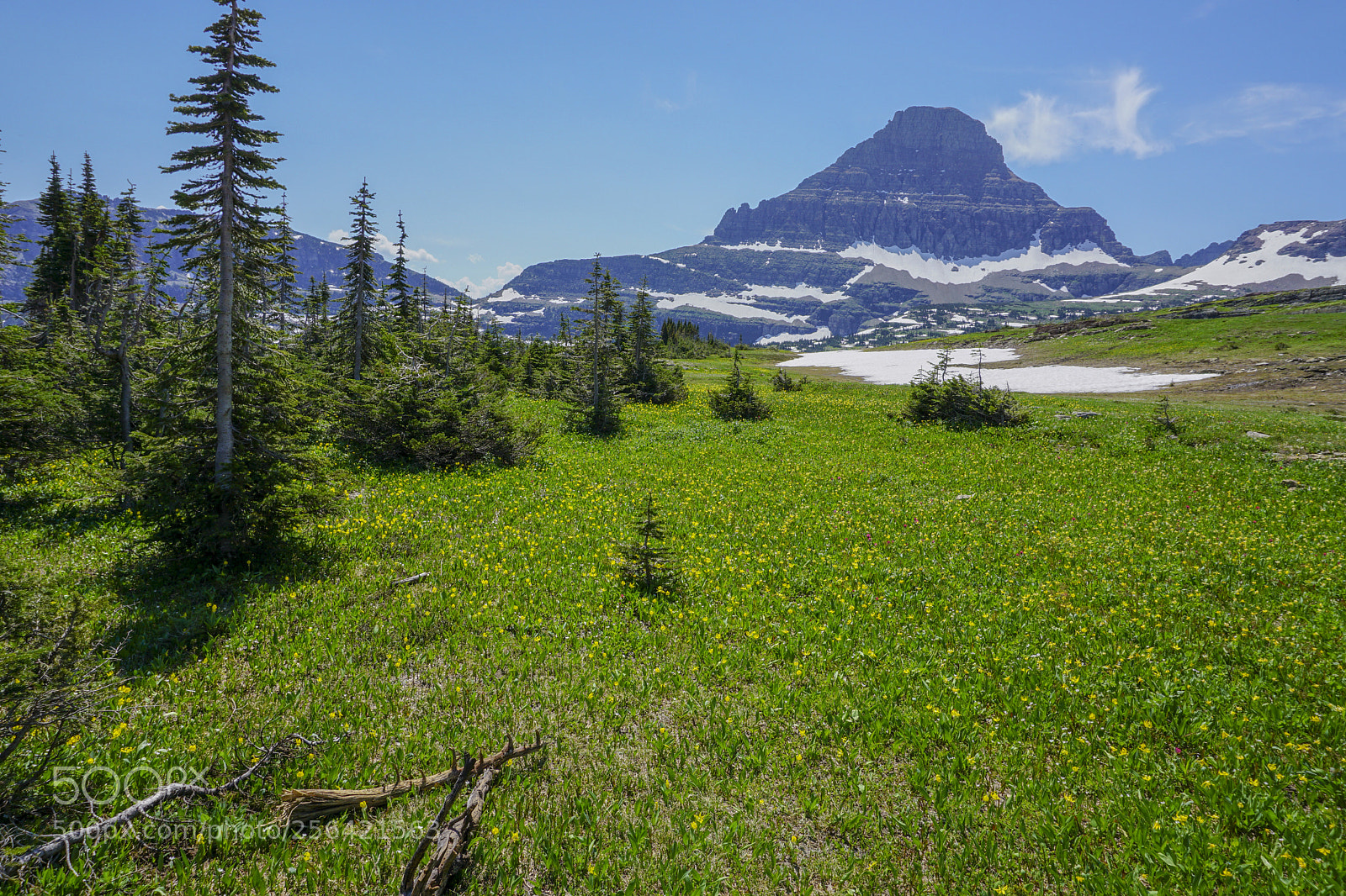 Sony a6000 sample photo. Spring meadow photography