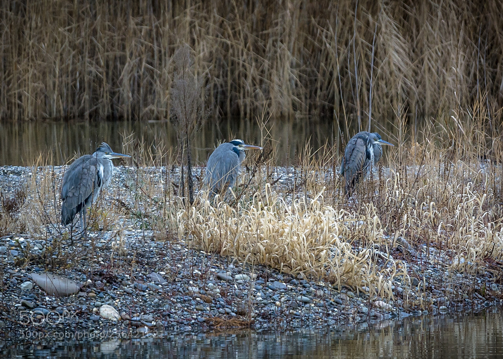 Nikon D7100 sample photo. Untitled photography