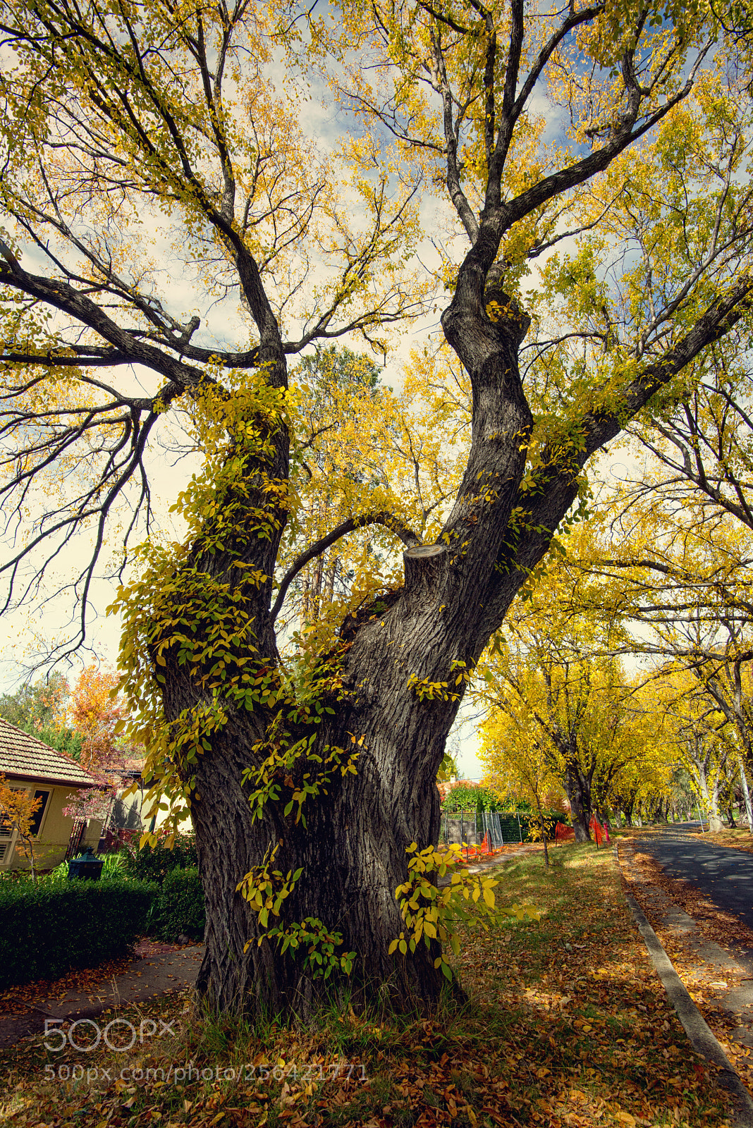 Nikon D800E sample photo. Elm street photography