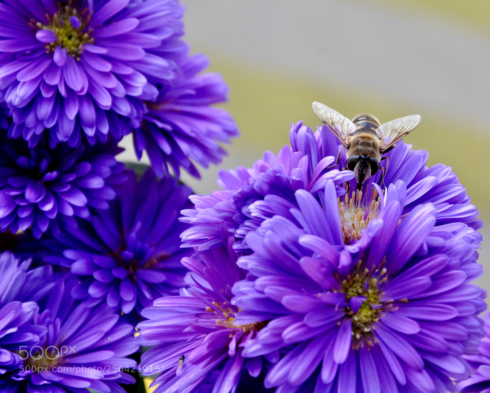 Nikon D90 sample photo. Little bee photography
