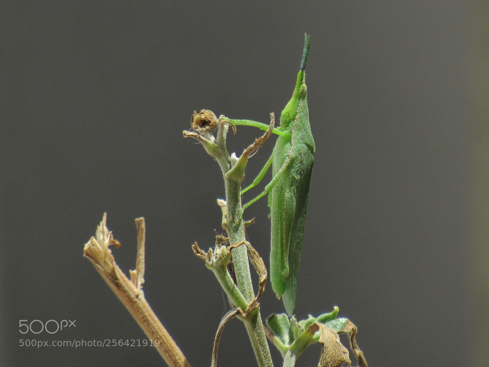 Canon PowerShot SX530 HS sample photo. Vegetable grasshopper, atractomorpha crenulata photography