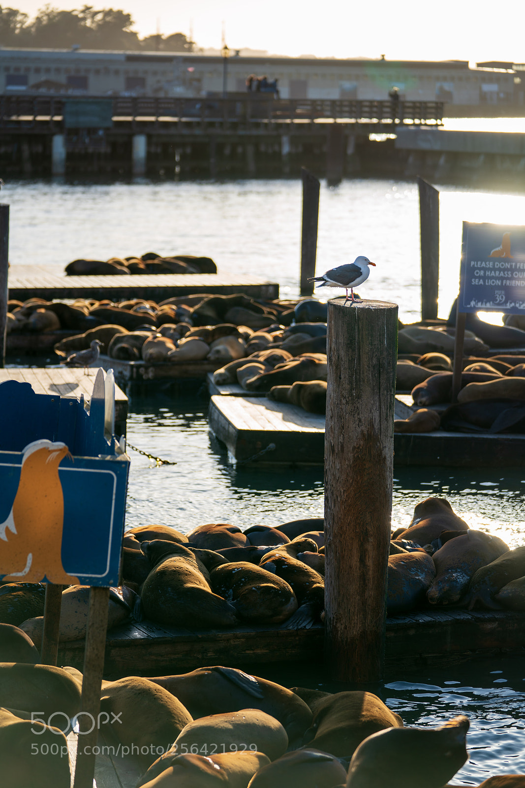 Sony a7R III sample photo. Stop it now! photography