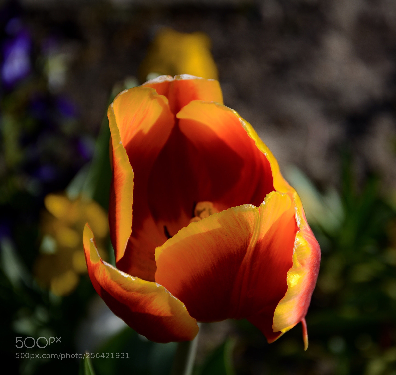 Nikon D7000 sample photo. Tulip* photography