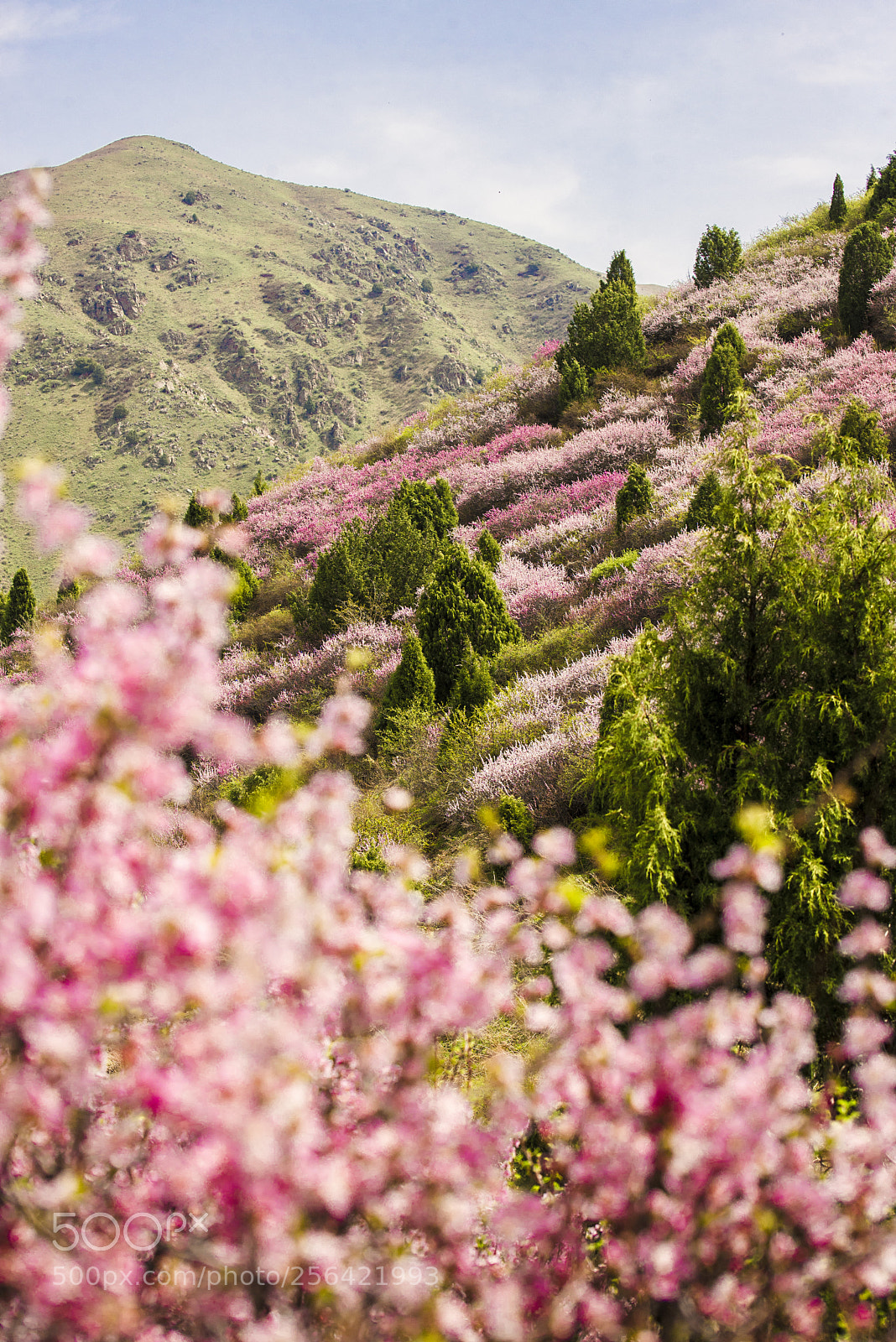 Nikon D610 sample photo. Spring photography