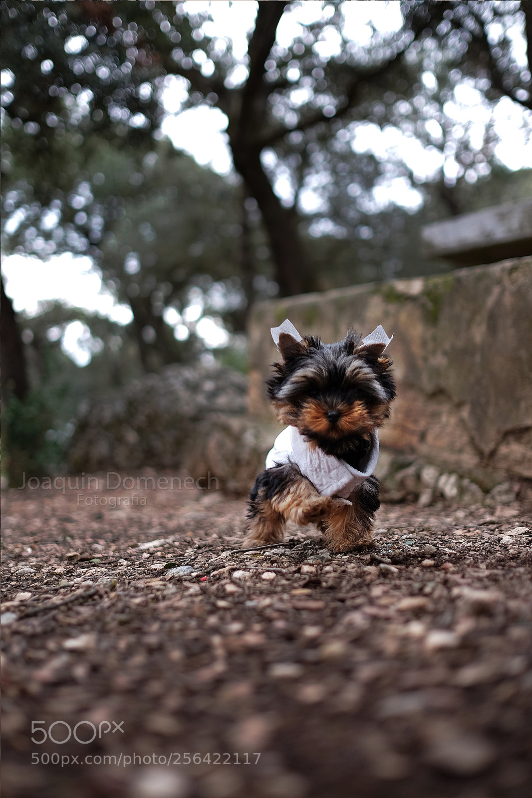 Fujifilm X-T1 sample photo. Baby dog photography