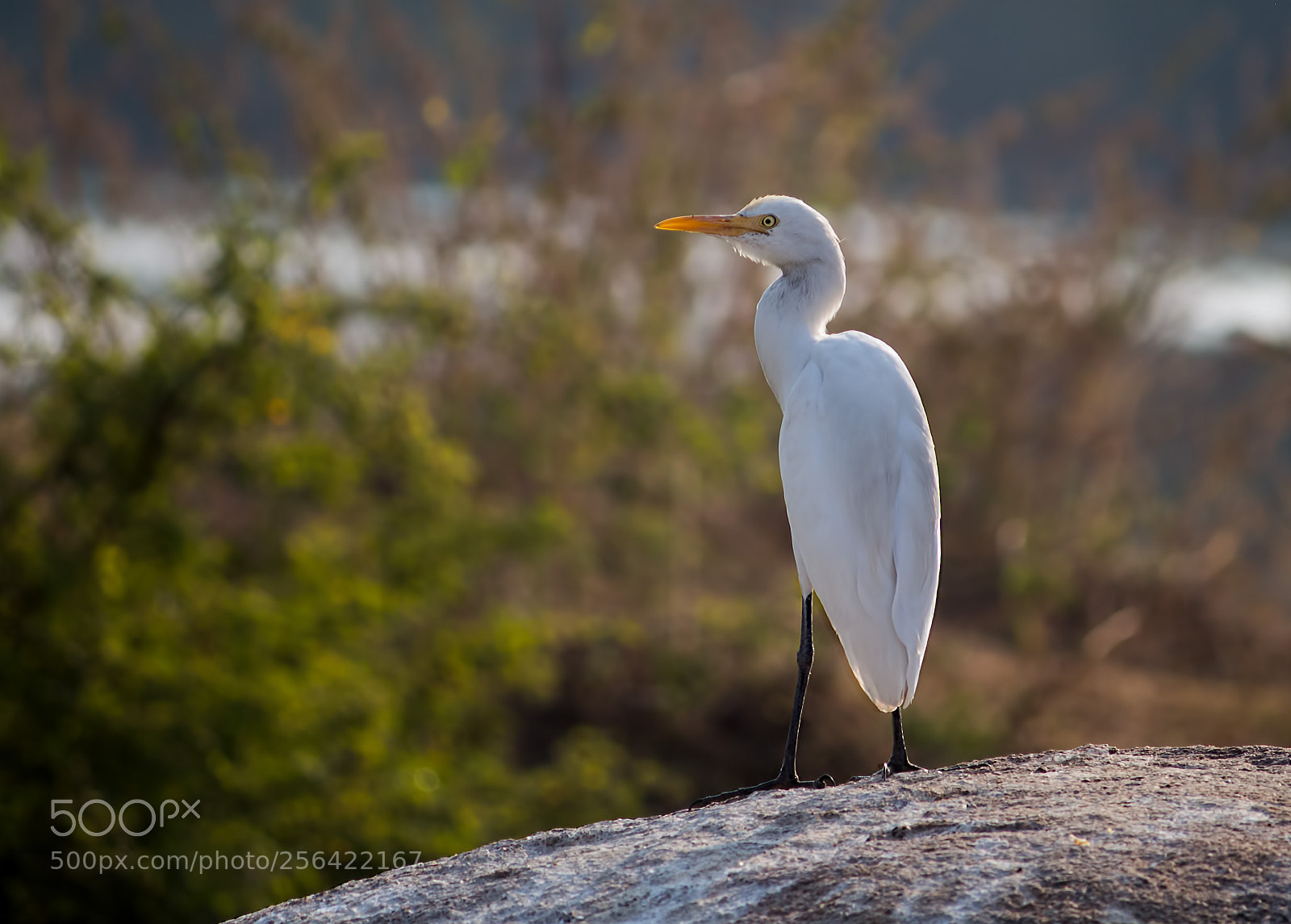 Canon EOS 700D (EOS Rebel T5i / EOS Kiss X7i) sample photo. Egret backlit photography