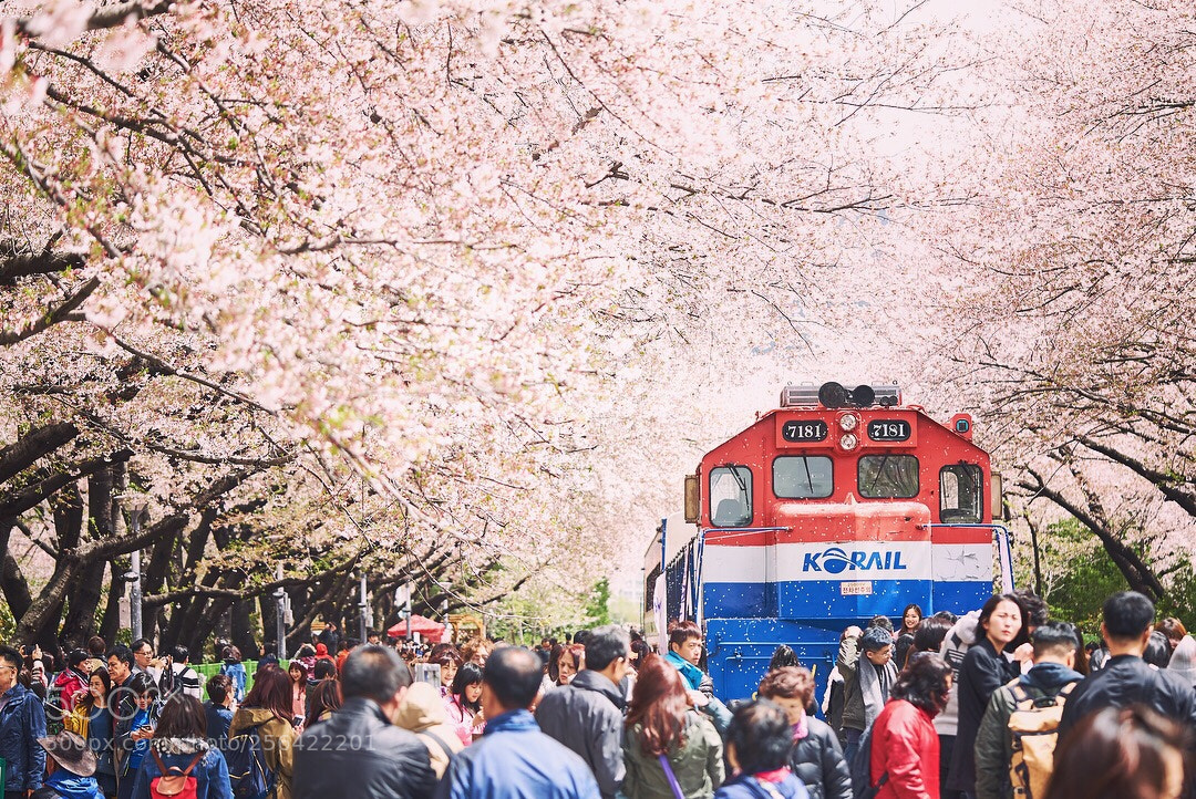 Sony a7S sample photo. Jinhae cherry blossom festival photography