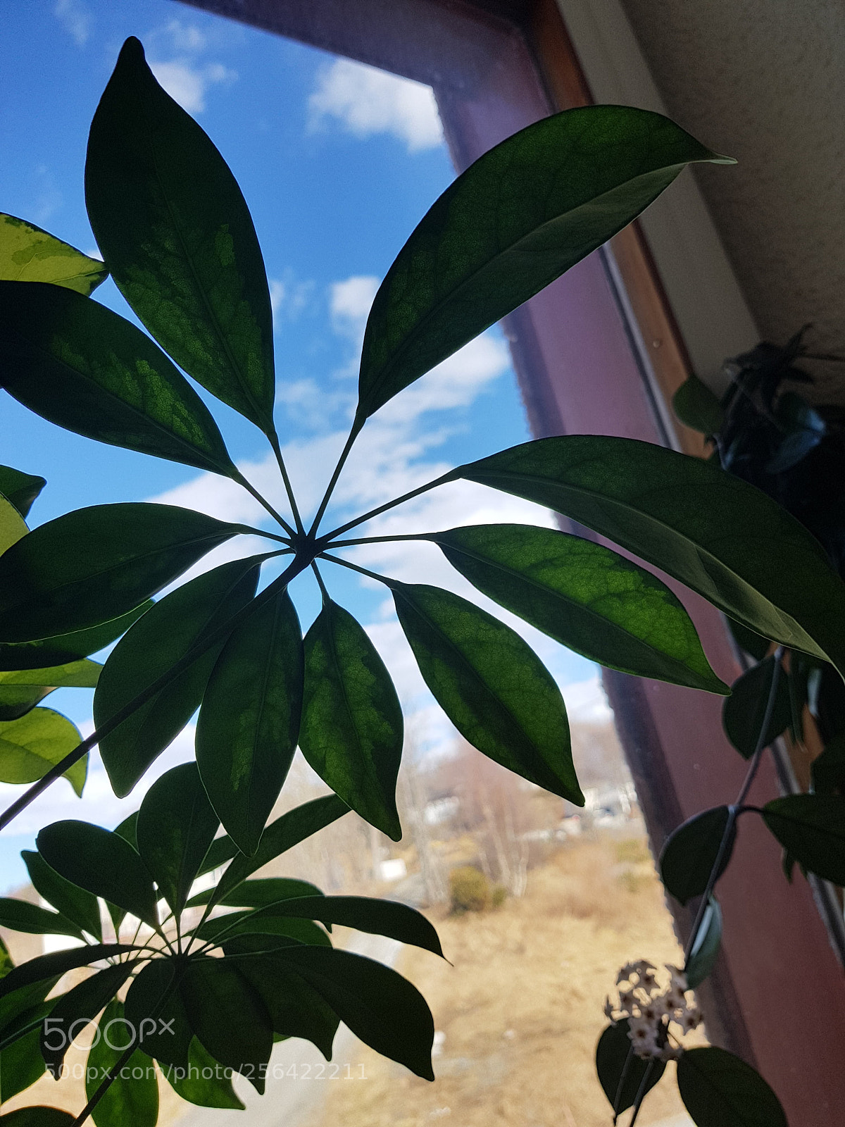 Samsung Galaxy S8 sample photo. Exotic plant photography