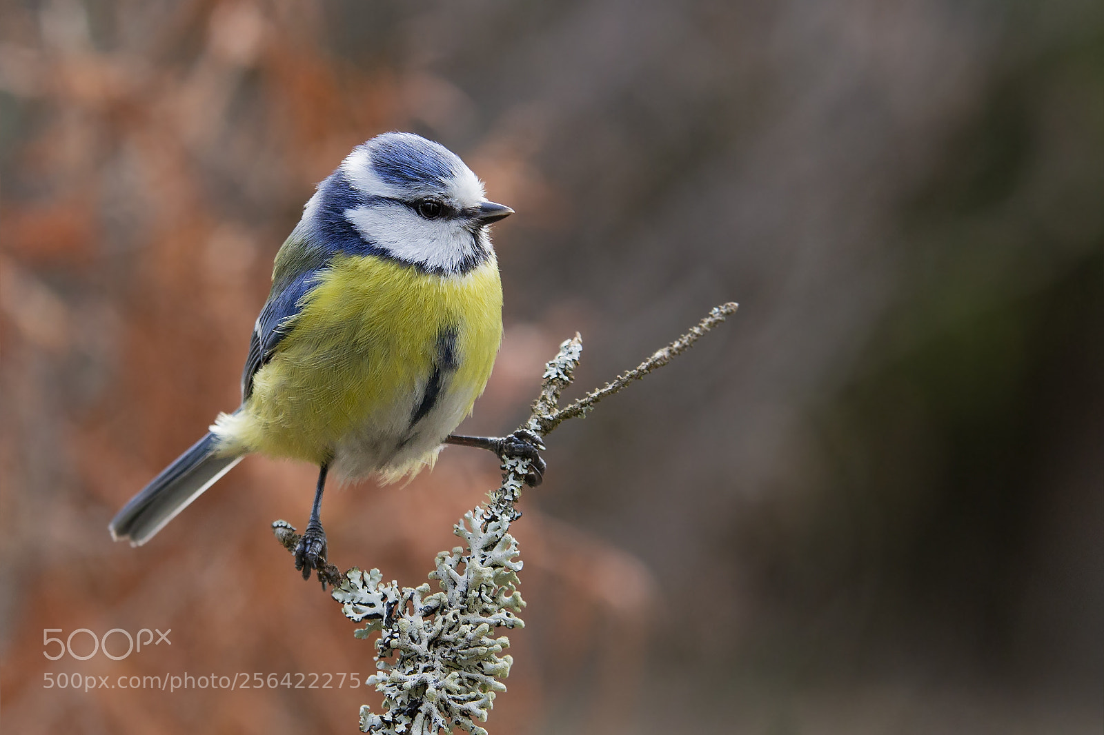 Canon EOS 6D sample photo. Sinitiainen, blue tit photography