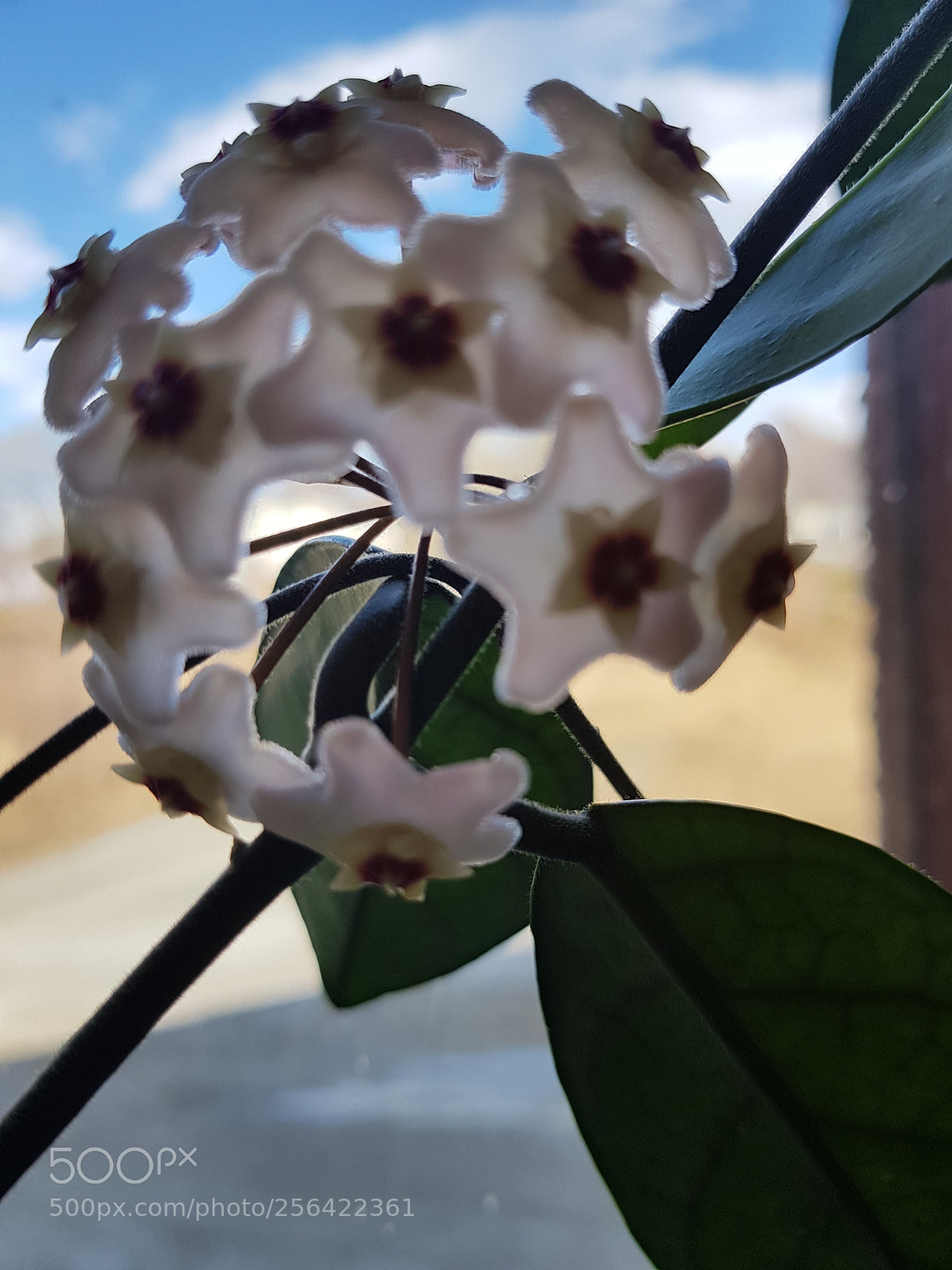 Samsung Galaxy S8 sample photo. Ekzotic flower photography