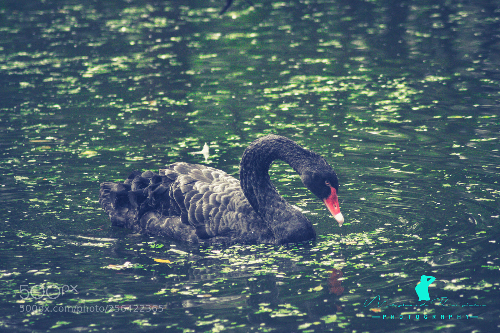 Nikon D3400 sample photo. Beauty within photography