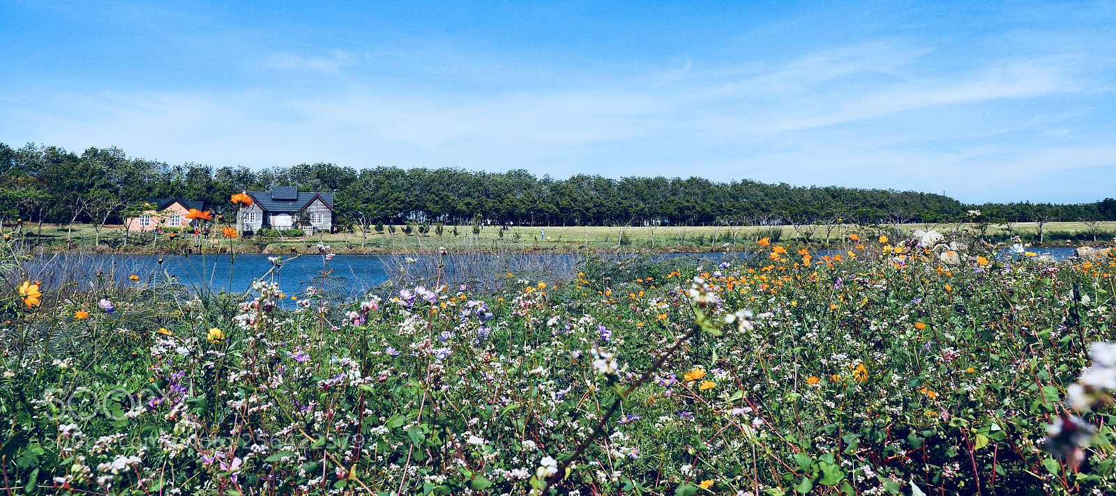 Nikon D7000 sample photo. Dalat milkfarm photography