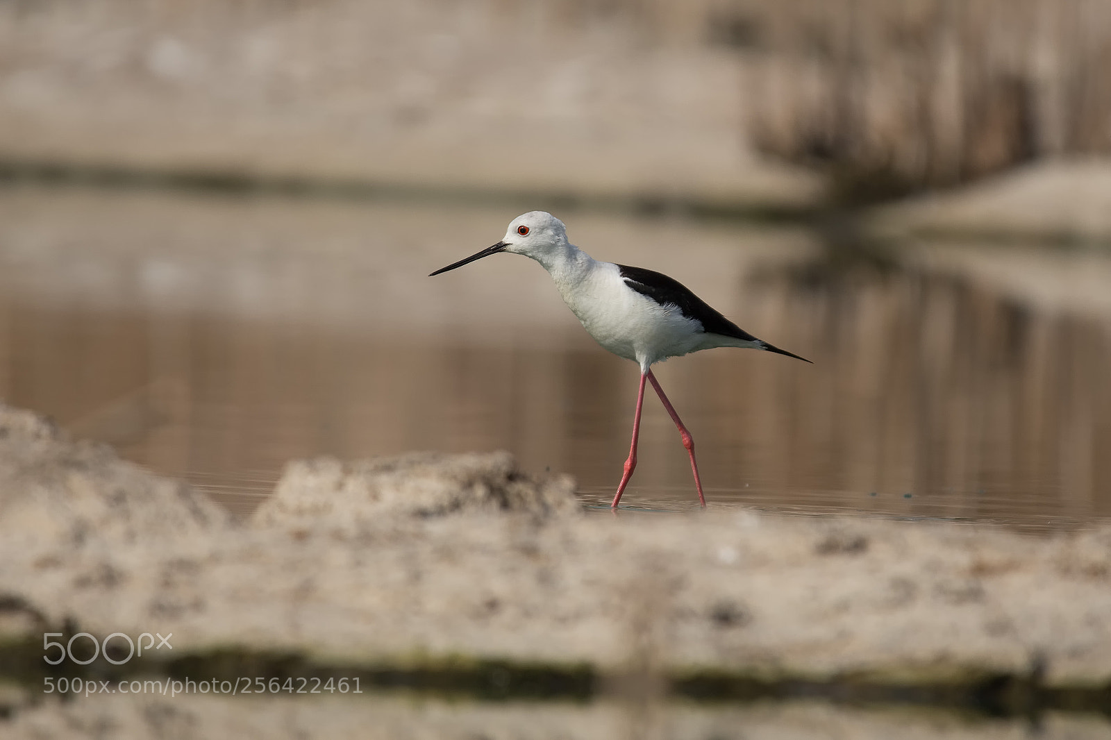 Canon EOS 700D (EOS Rebel T5i / EOS Kiss X7i) sample photo. Black winged stilt photography
