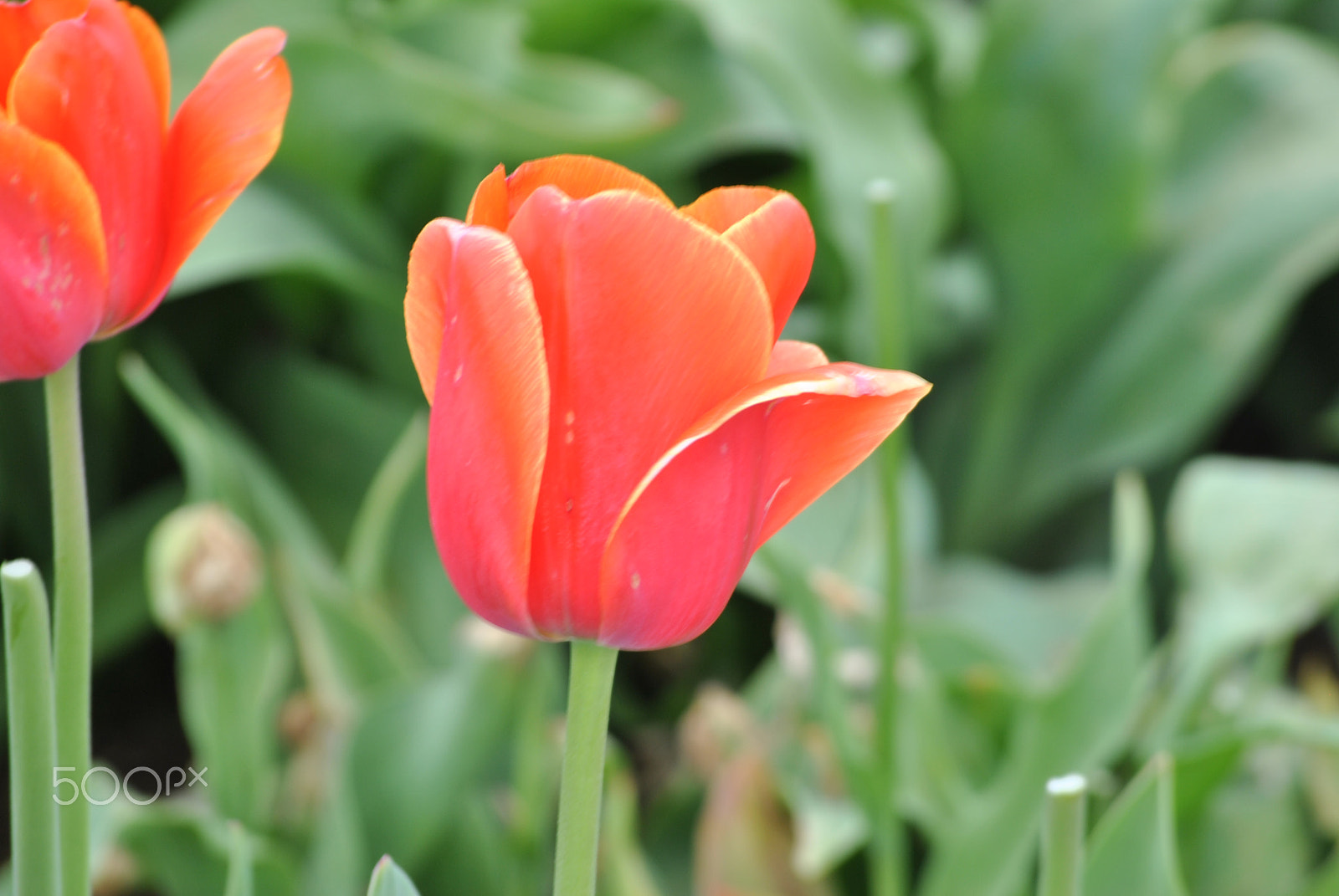 Nikon D3000 sample photo. Tulip photography