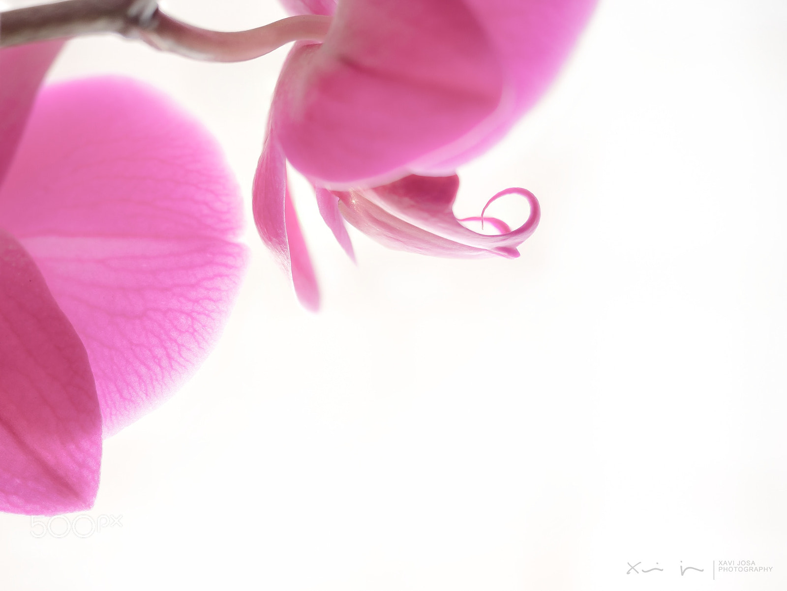 Olympus OM-D E-M1 Mark II sample photo. Almost ethereal.. photography