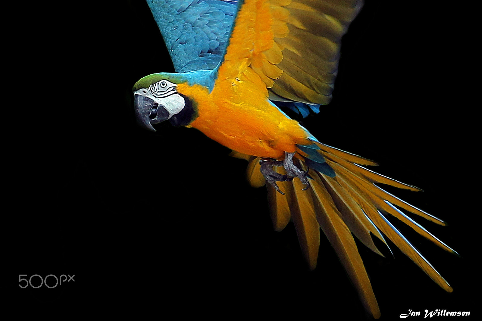 Canon EOS-1D Mark IV sample photo. Blue-and-yellow macaw photography