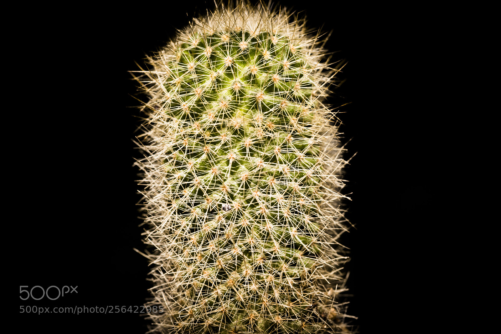 Nikon D750 sample photo. Cactus photography