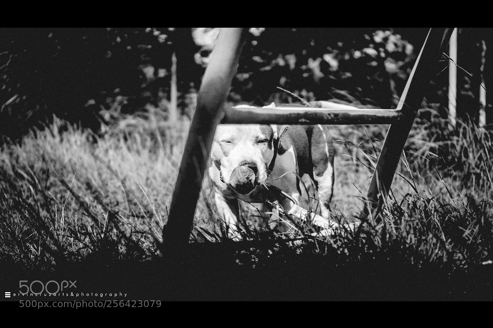 Sony a6000 sample photo. American bully photography