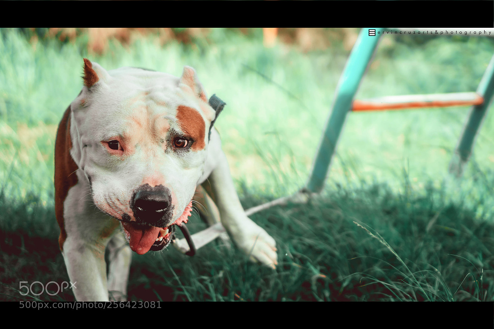 Sony a6000 sample photo. American bully photography