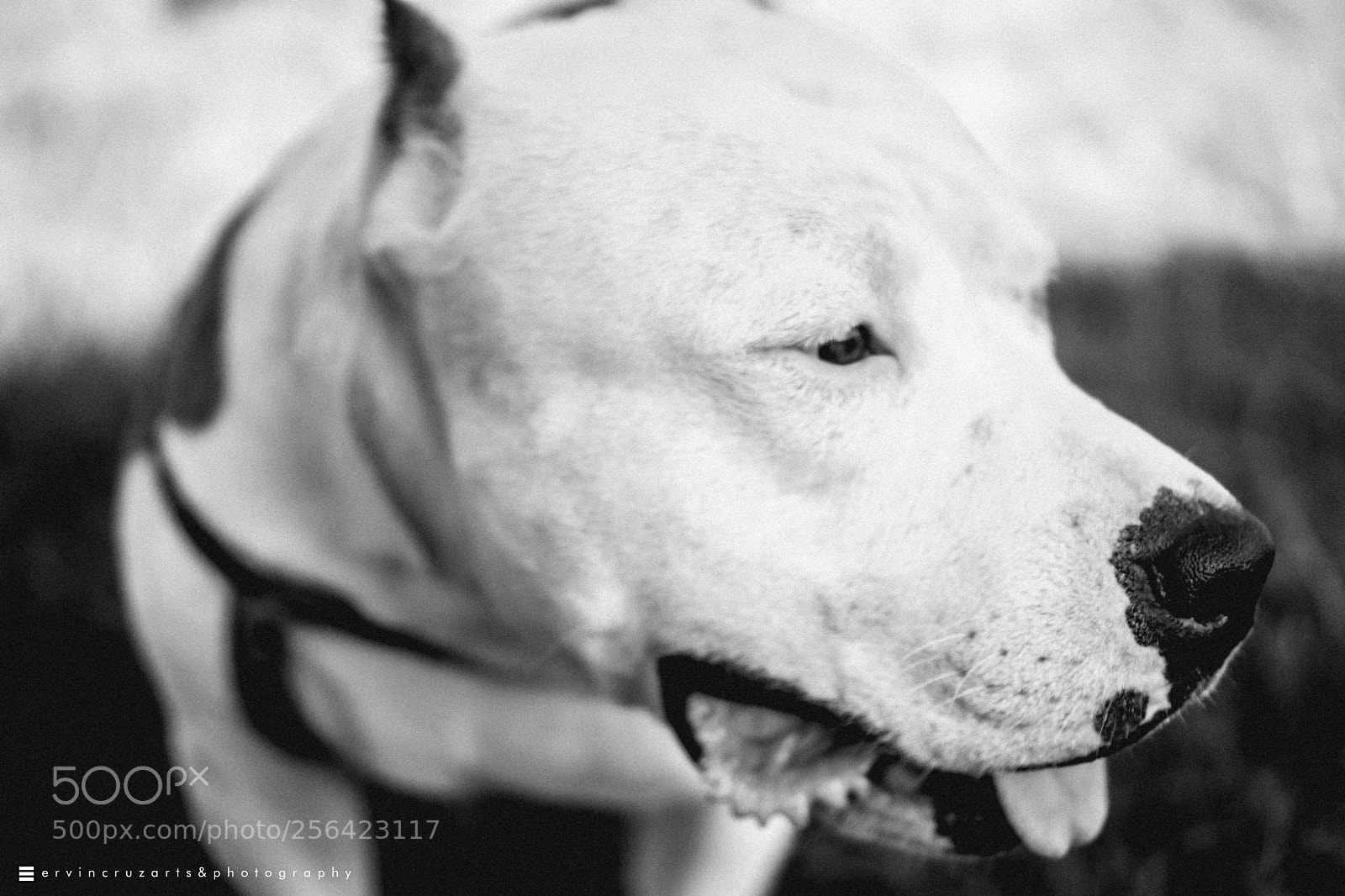 Sony a6000 sample photo. American bully photography