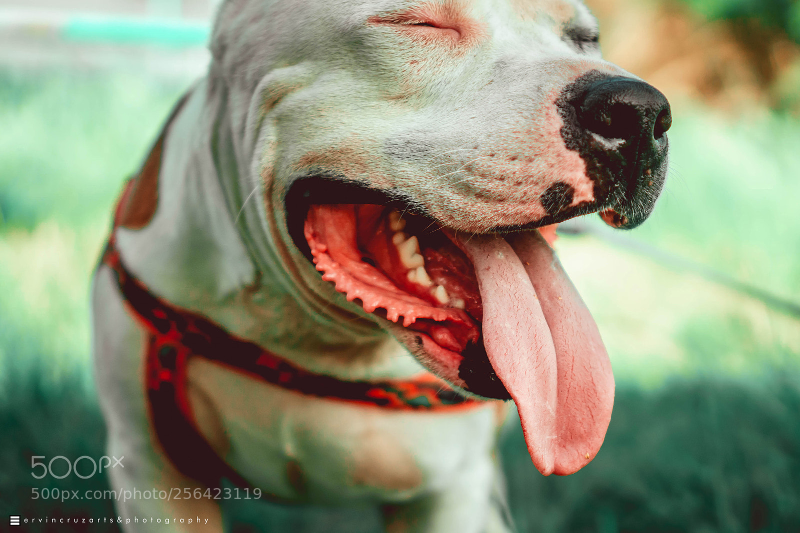 Sony a6000 sample photo. American bully photography