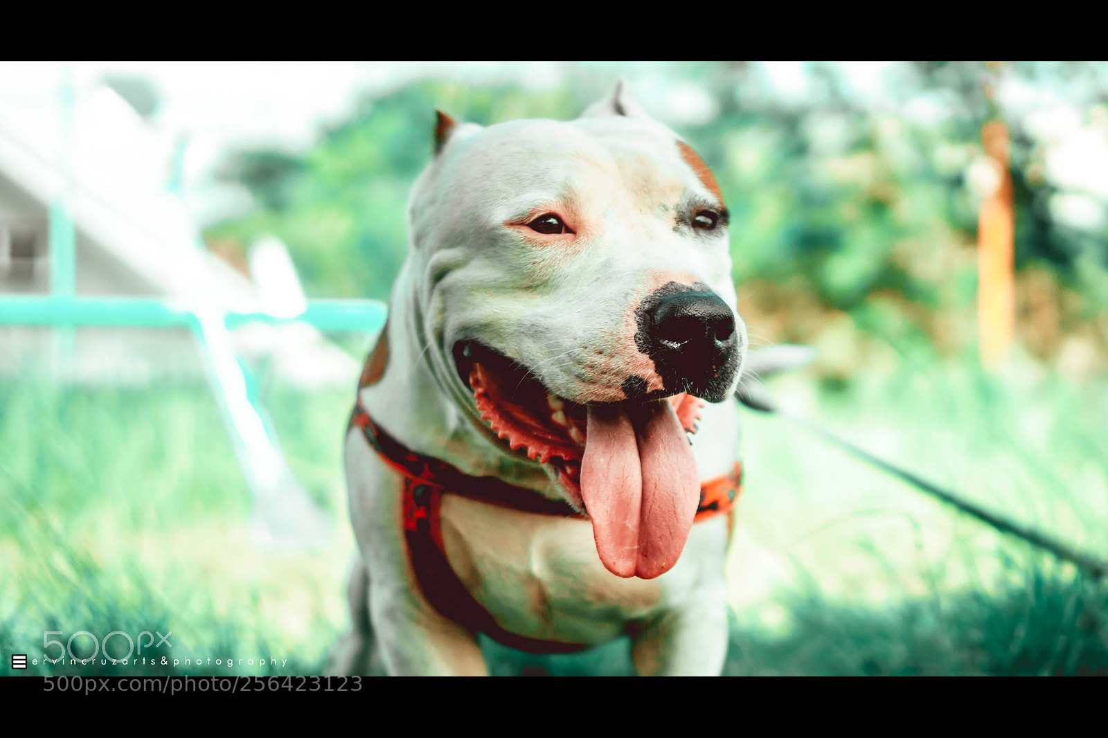Sony a6000 sample photo. American bully photography