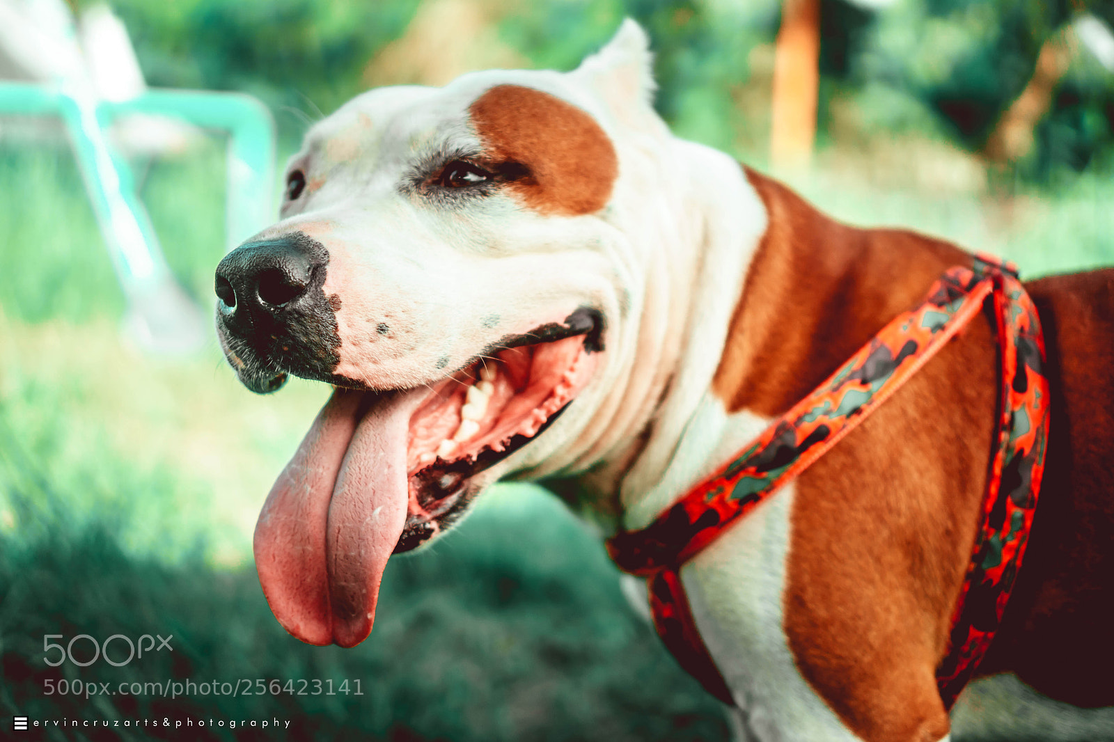 Sony a6000 sample photo. American bully photography