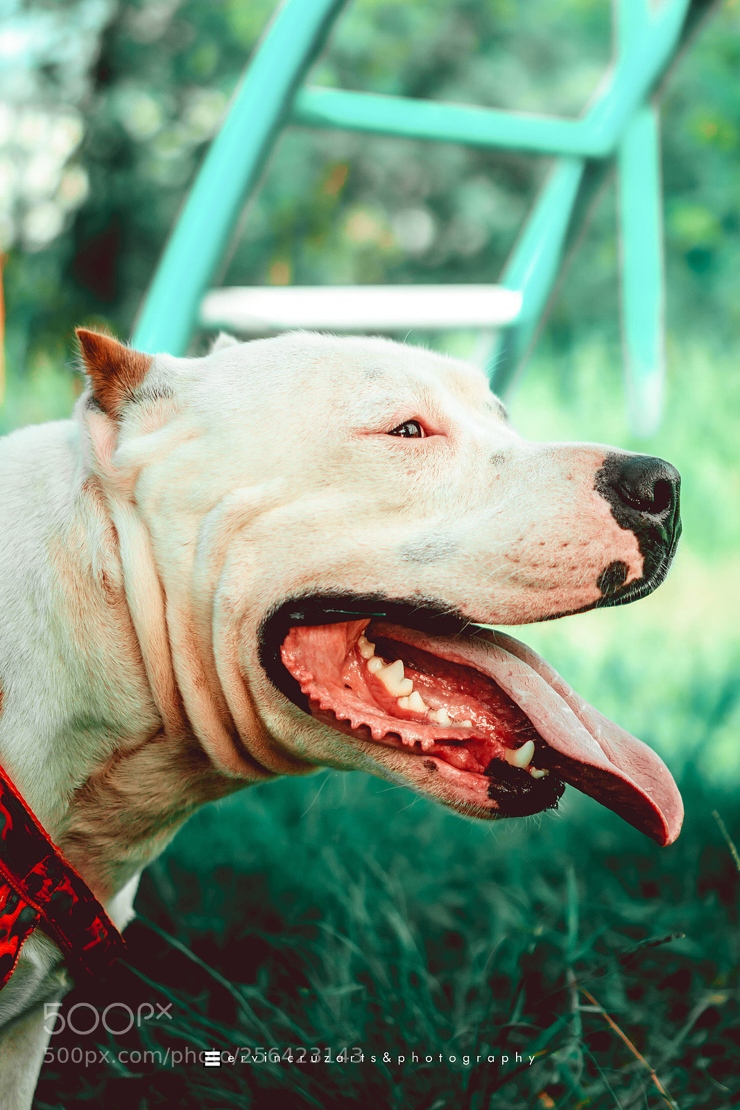 Sony a6000 sample photo. American bully photography