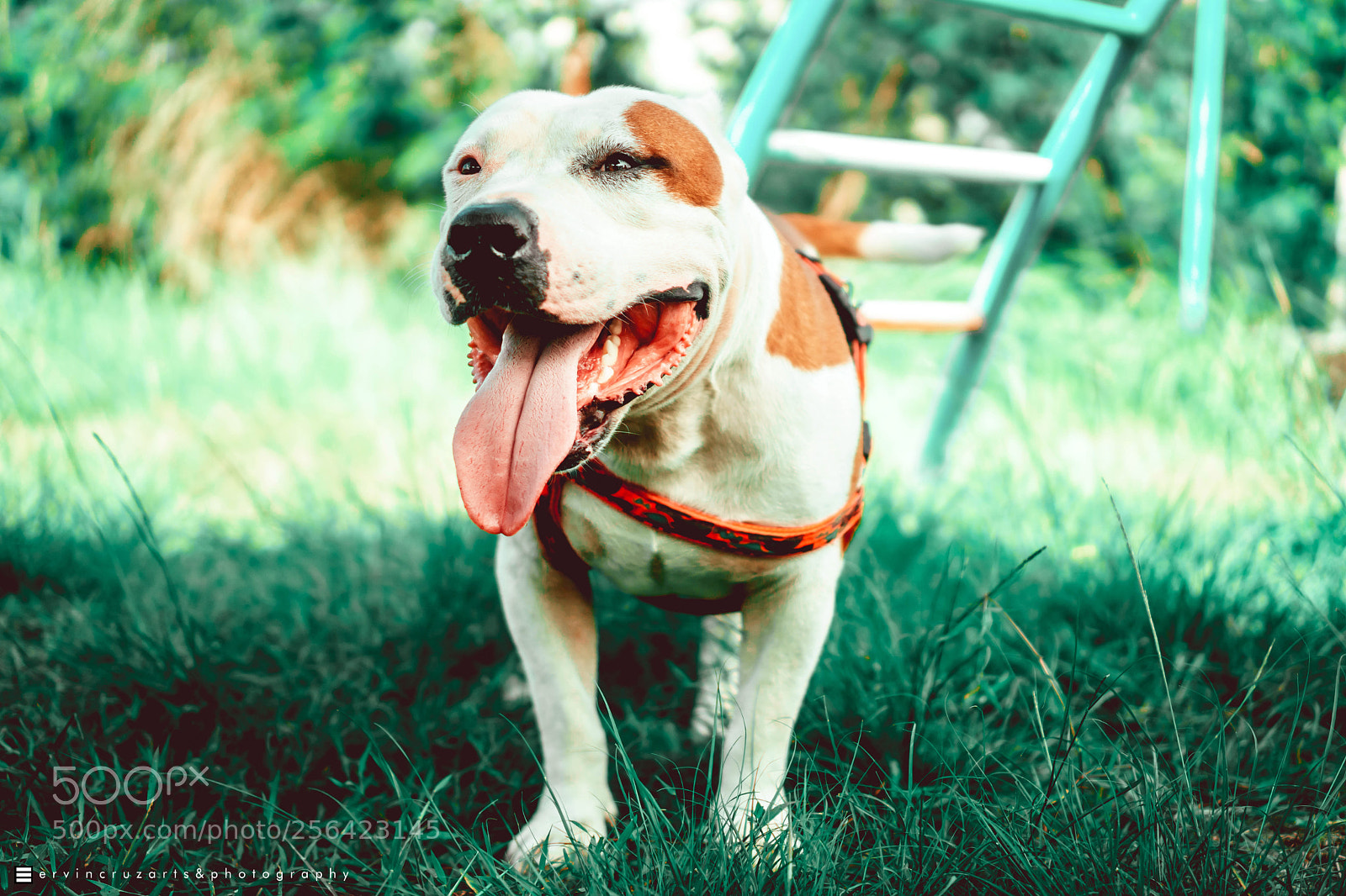 Sony a6000 sample photo. American bully photography