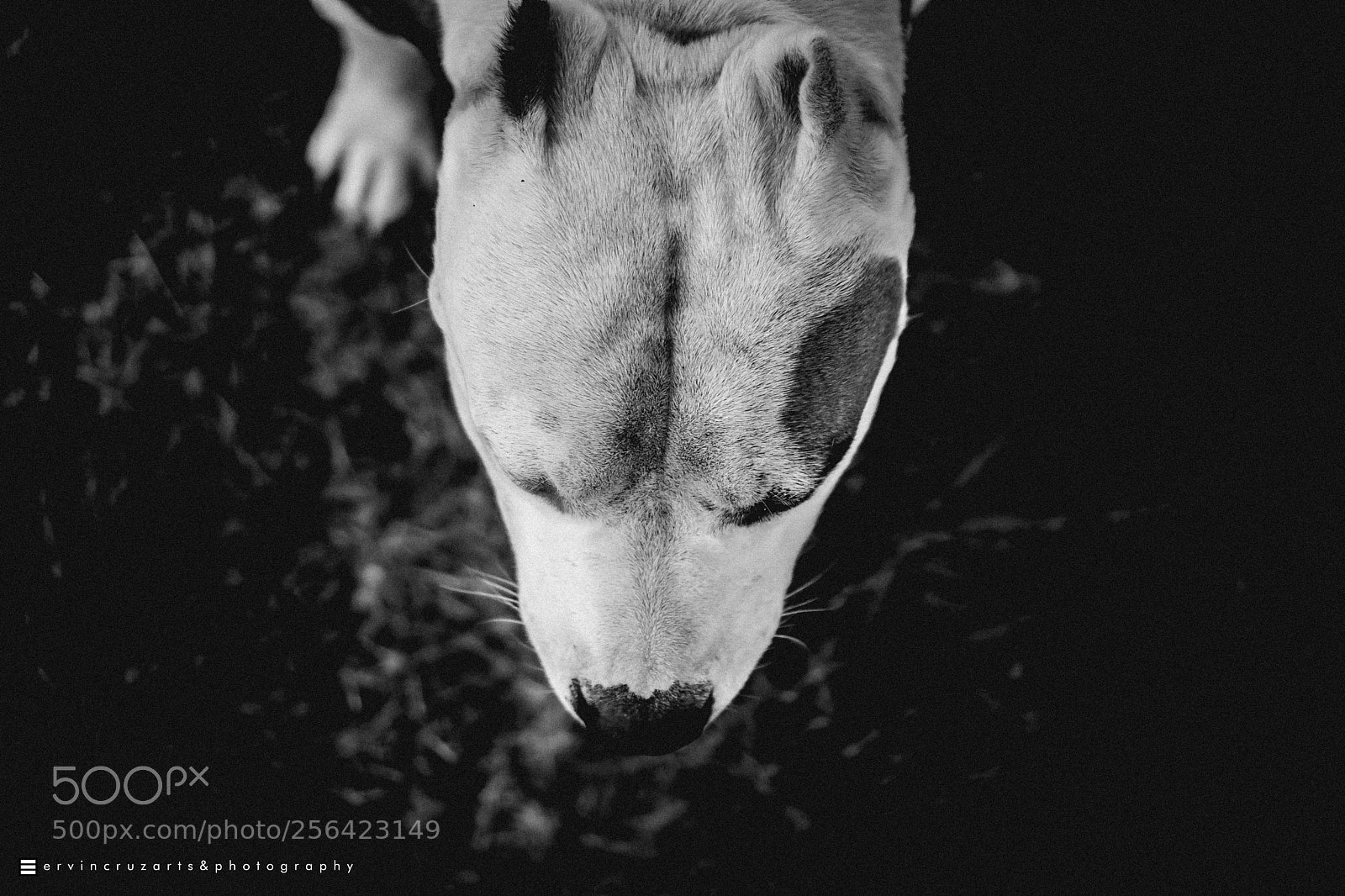 Sony a6000 sample photo. American bully photography