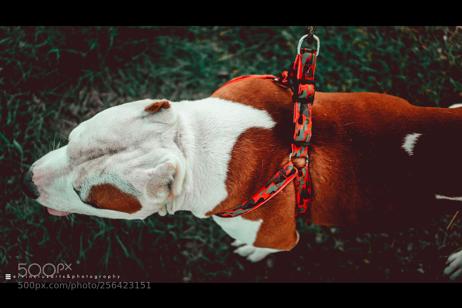 Sony a6000 sample photo. American bully photography