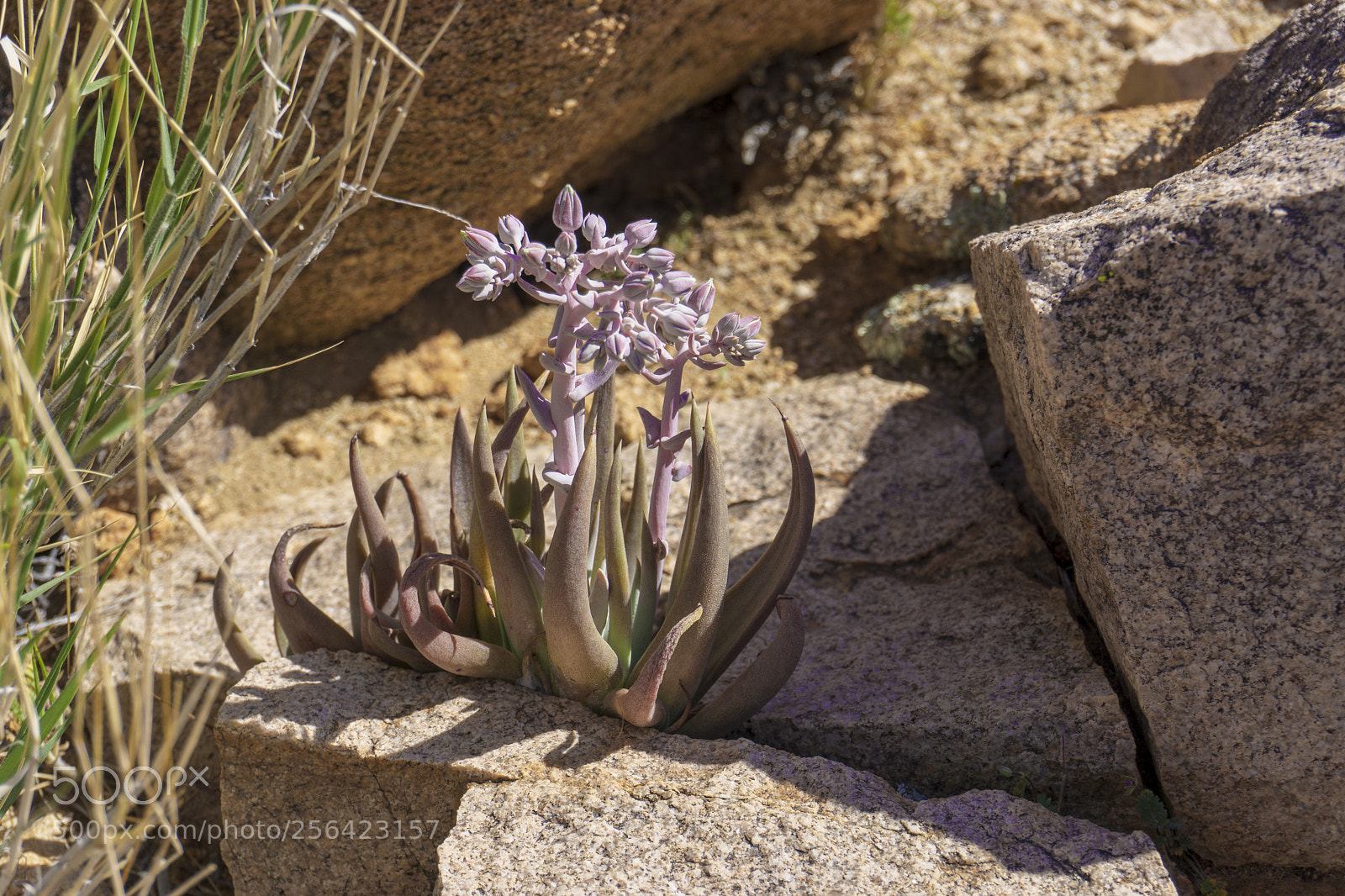 Sony a6000 sample photo. Desert flowers photography
