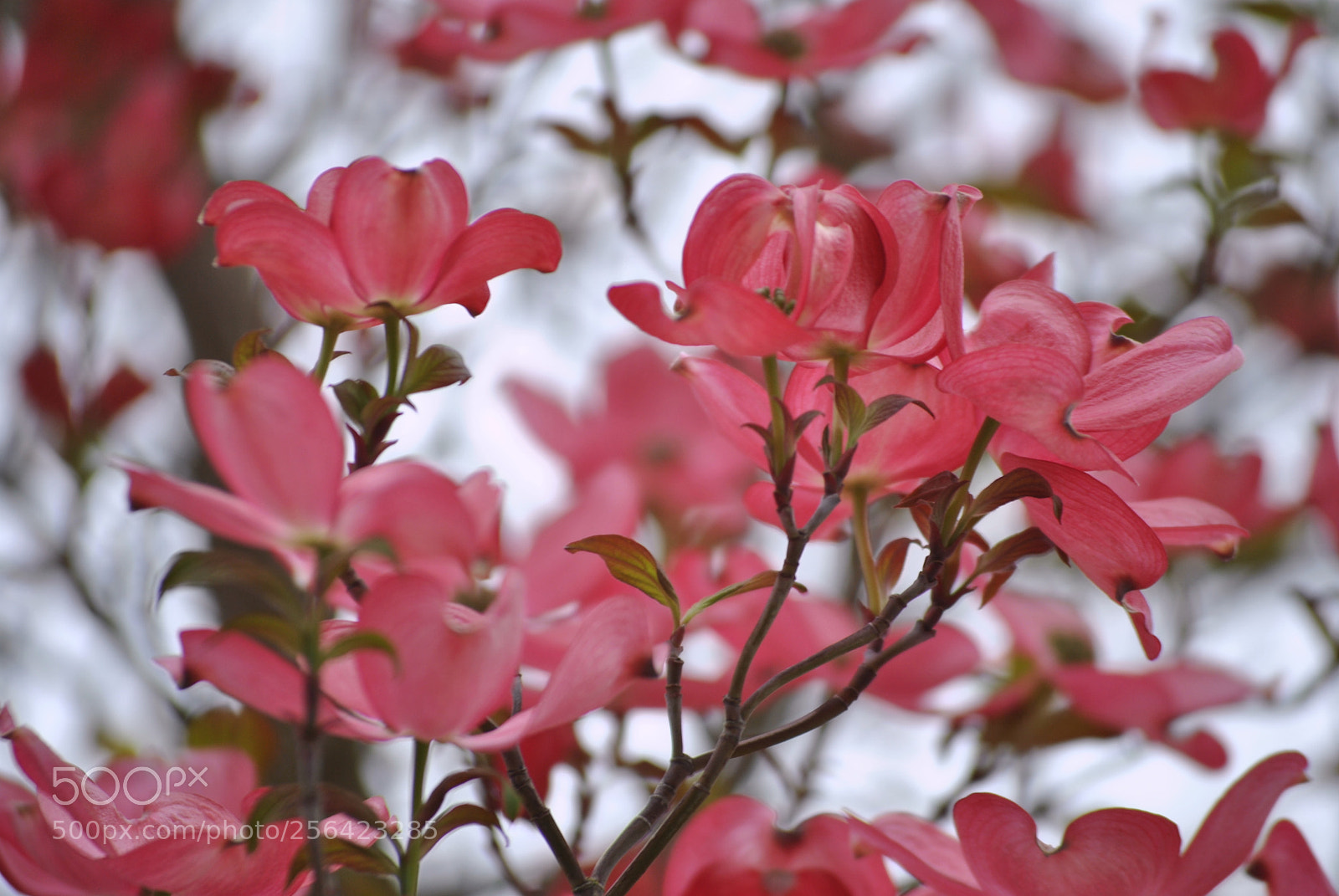 Nikon D3000 sample photo. Spring colors photography