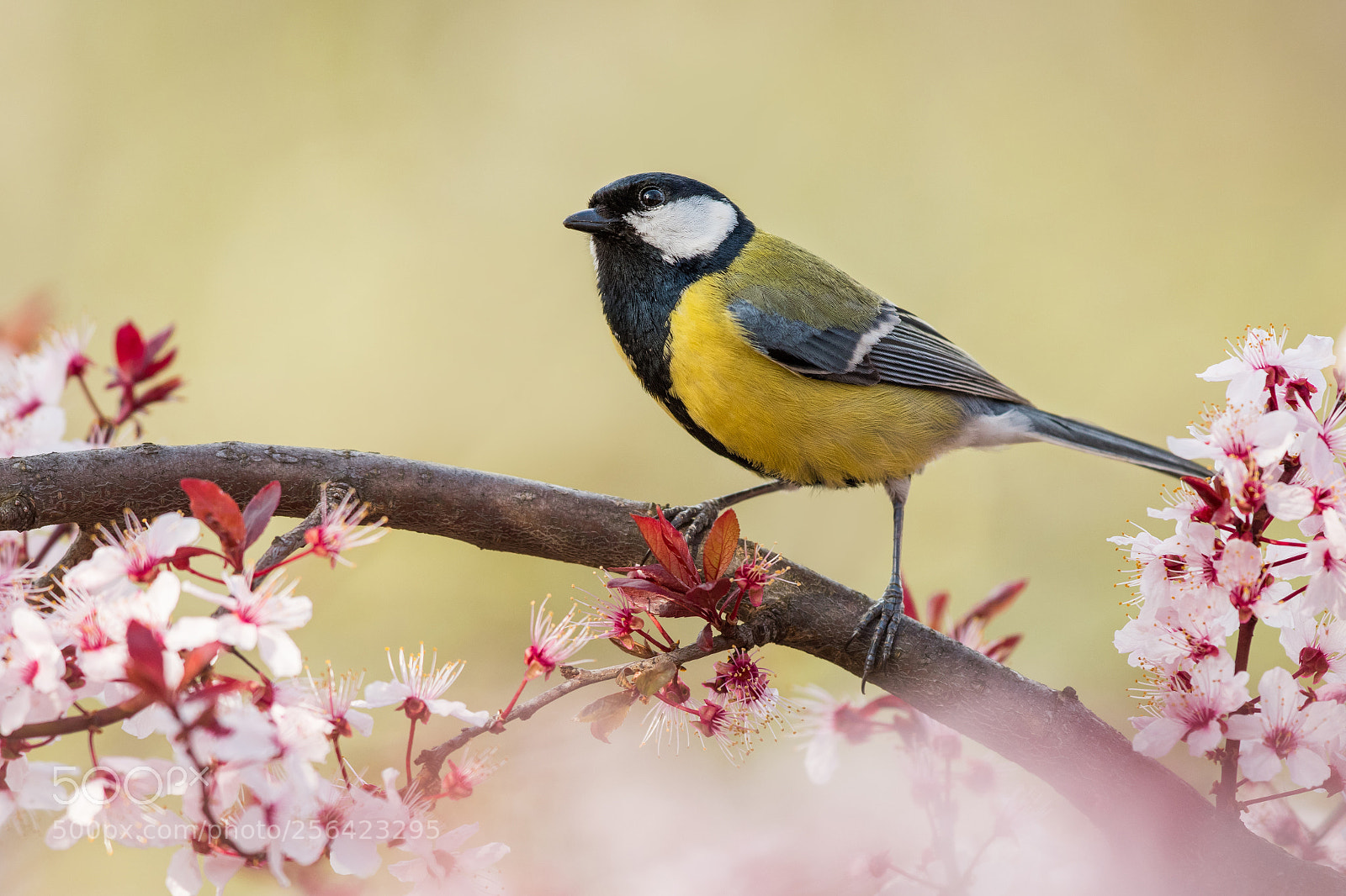 Nikon D500 sample photo. The great tit photography