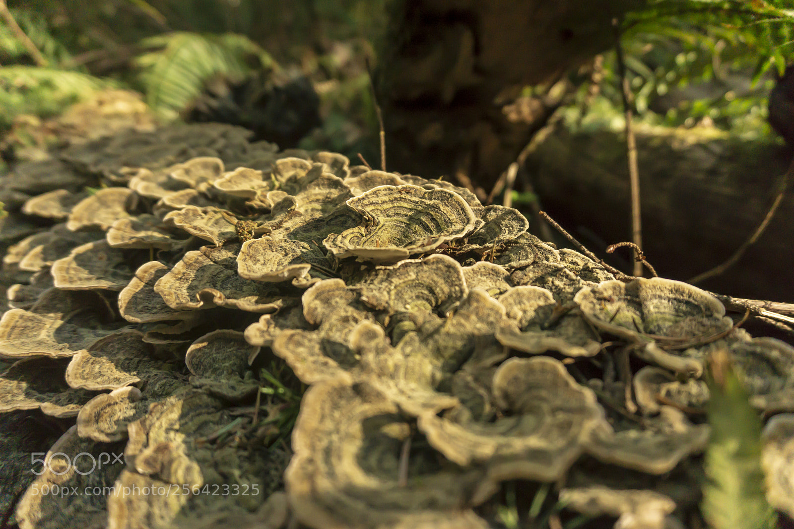 Sony a6000 sample photo. Turkey tail photography