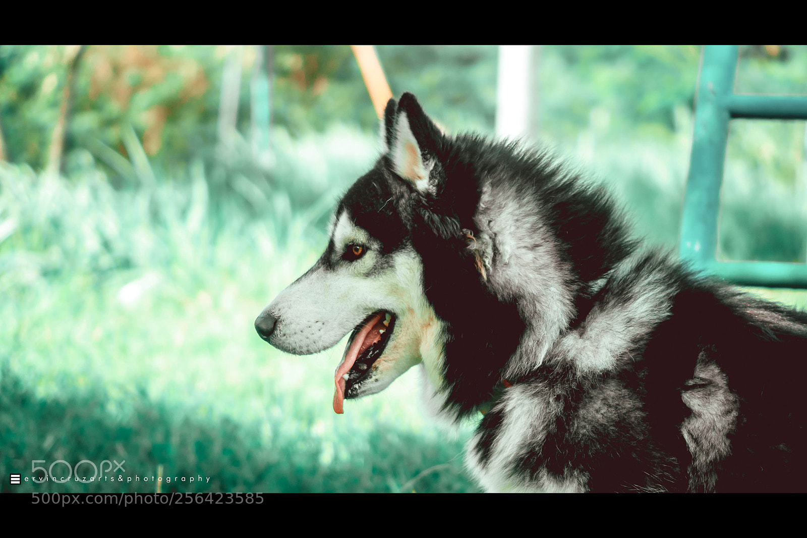 Sony a6000 sample photo. Husky photography