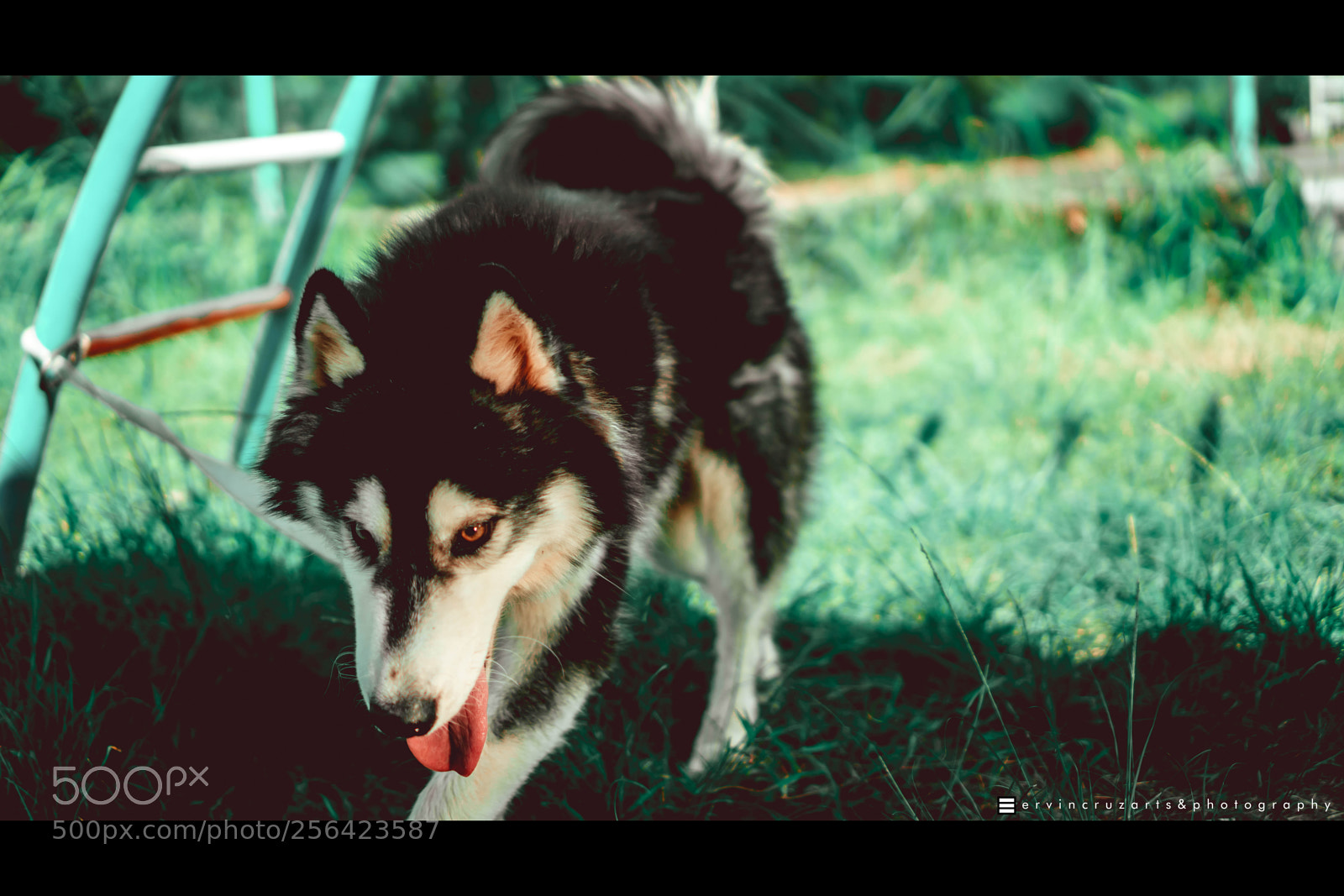 Sony a6000 sample photo. Husky photography